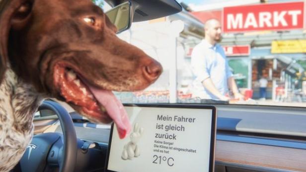 Hunde-Klimaanlagen im Test: Wie sicher sind sie wirklich?