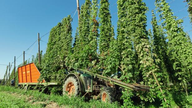 Wie der Klimawandel dem Hopfen jetzt auch im Mühlviertel zusetzt