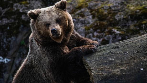 Ein Braunbär lehnt an einem Baumstamm und blickt in die Kamera.