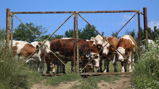 Bauernprotest wegen AMA-Gütesiegel für mehr Tierwohl