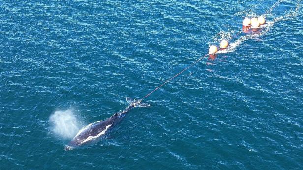 AUSTRALIA-ANIMAL Junger Buckelwal in Seilen verfangen: Nach 22 Stunden gerettet