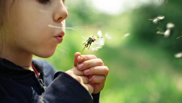 Kind bläst auf Pusteblume.