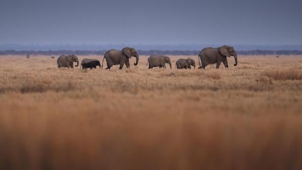 elephantherdnearwildernessmoketeinbotswanacwilderness.jpg