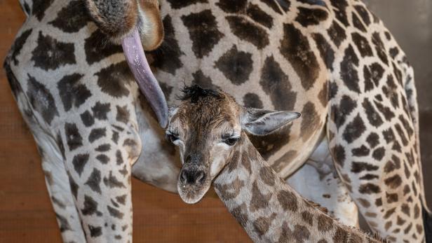 Tierisches Glück im Zoo Schmiding: Giraffen-Dame Samira bringt Bullen zur Welt