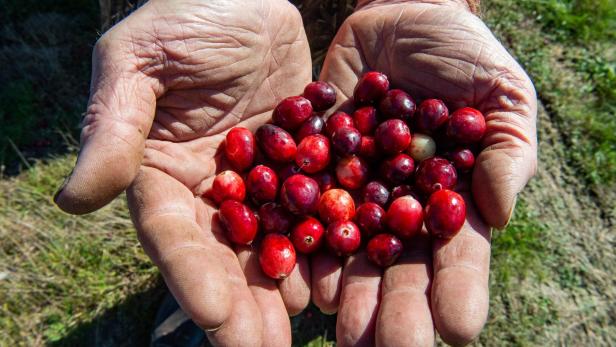   Die Cranberry (auf Deutsch auch "Moosbeere") gehört zur Gattung der Heidelbeeren. 