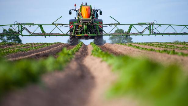 Landwirt düngt Kartoffelfeld.