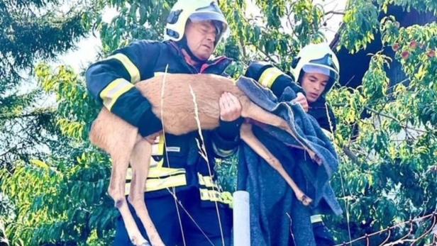 Feuerwehrleute befreiten Rehbock aus gefährlicher Falle