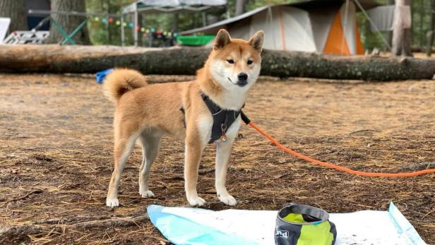 Ein Shiba Inu steht auf einem Campingplatz.