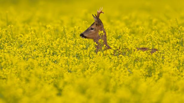 Rehe niedergemäht: FPÖ-Politiker wegen Tierquälerei vor Gericht