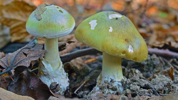 Grüner Knollenblätterpilz: Bereits der Verzehr von 50 Gramm kann tödlich enden.