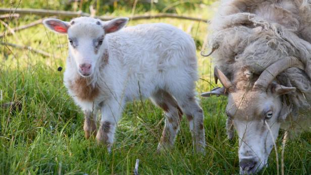 Ist bei Glücksburg an der Flensburger Förde in Norddeutschland zu Hause: &quot;Schiege&quot; Flumo