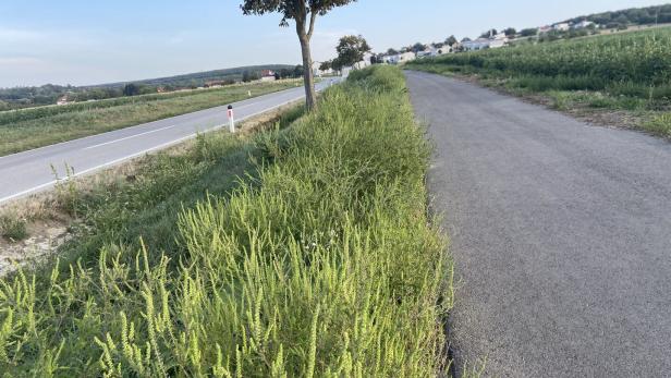 Bei Klingenbach wuchert Ragweed entlang einer Landesstraße.