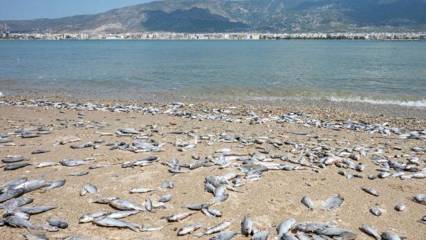 "Wird unser Tod sein": Tonnen toter Fische auf griechischen Stränden