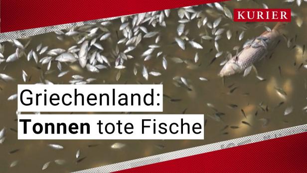 Griechenland: Tonnen toter Fische im Meer