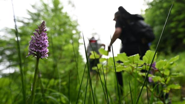 ++ THEMENBILD ++ NATIONALPARK KALKALPEN / NATURSCHUTZ / PROZESSSCHUTZ / RENATURIERUNG