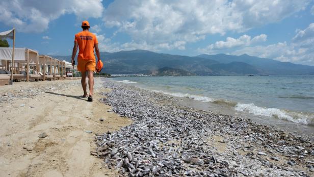 Dead fish floating at Volos's sea and coast Fisch-Massensterben: Griechische Hafenstadt ruft Notstand aus