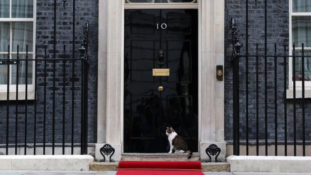 Konkurrenz für Kater Larry: Premier Starmer holt Kätzchen in die Downing Street