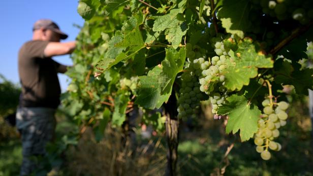 Weinbau in der Krise? Geringe Erntemengen und rückläufige Nachfrage