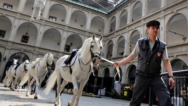 Lipizzaner in der Hofreitschule