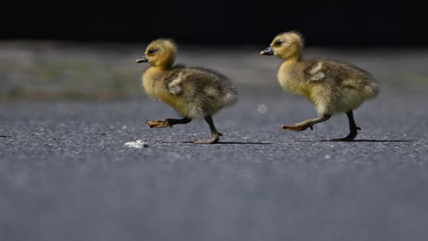 Zwei flauschige Gänseküken laufen über eine asphaltierte Fläche.