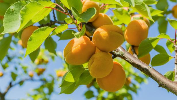 Frostschäden am Marillenbaum: Tipps für eine bessere Ernte