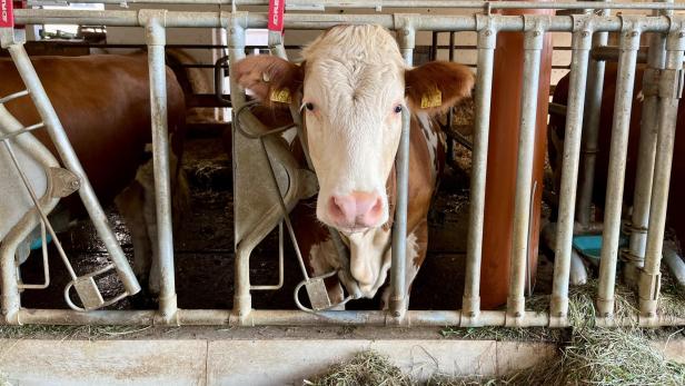 Sauberes Fell, gesunde Euter: Wie das Tierwohl im Kuhstall kontrolliert wird