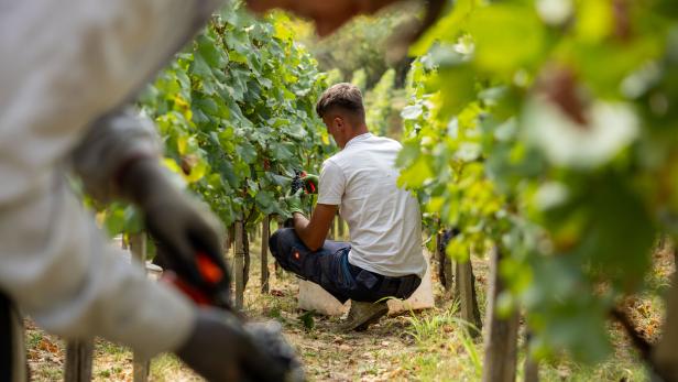 Weinlese in Stammersdorf am Bisamberg.