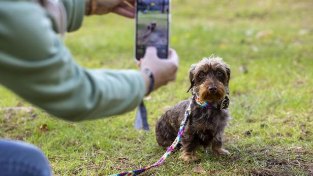 Mann fotografiert Hund mit Handy