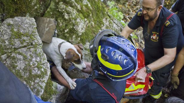 NÖ: Hund "Spotty" nach 50 Stunden Suche aus Felshöhle gerettet