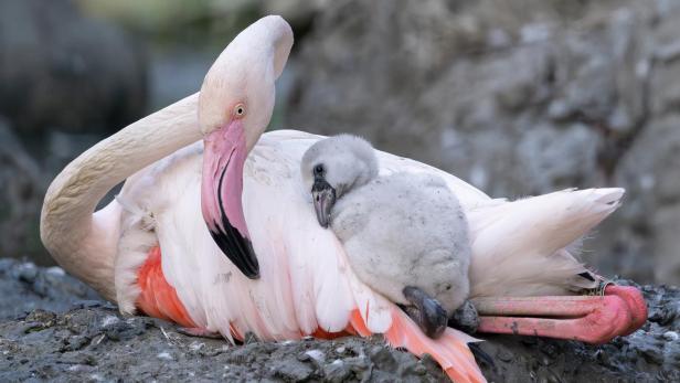 12 Küken: Endlich wieder Flamingo-Nachwuchs in Schönbrunn