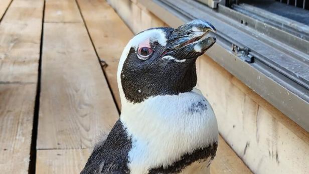 "Wunder": In Japan entlaufener Pinguin überlebt zwei Wochen im Meer