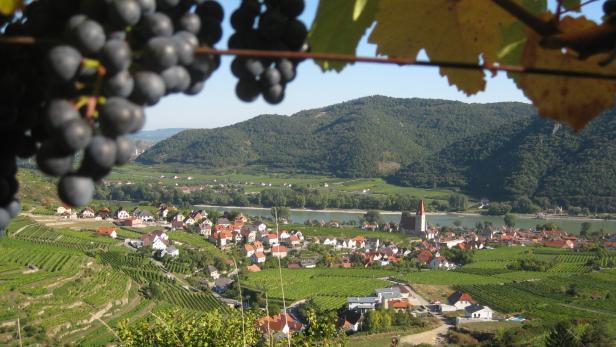 Wandern in der Wachau: 5 Aussichtspunkte zwischen Spitz und Krems