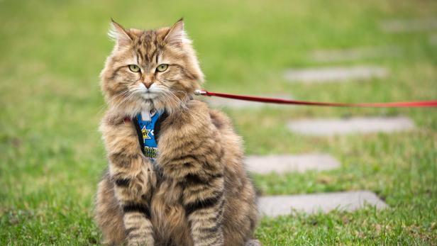 Eine braune Katze mit Brustgeschirr und Leine sitzt in der grünen Wiese.