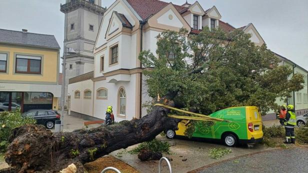 In Purbach (Bezirk Eisenstadt Umgebung) stürzte mitten im Stadtzentrum am Freitagein riesiger Baum auf e in Postauto. Der Zusteller befand sich glücklicherweise gerade nicht im Fahrzeug, er blieb unverletzt.