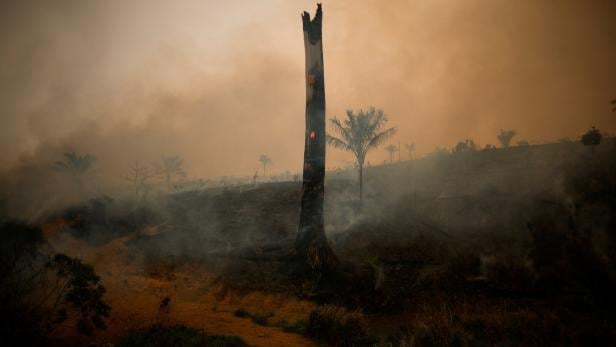 Brände in Brasilien greifen auf unberührten Regenwald über