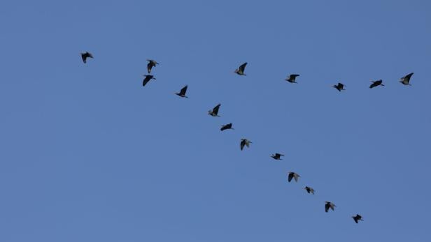 Waldrappe fliegen in V-Formation über den blauen Himmel.