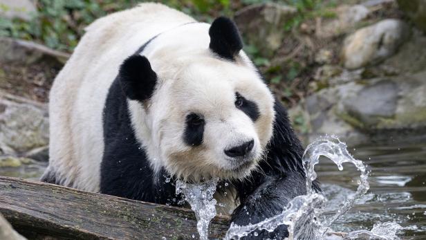 Heimreise nach China: Pandas verabschieden sich von Schönbrunn