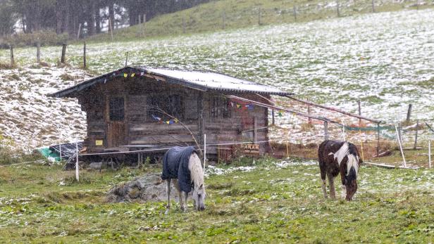 Pferde auf leicht verschneiter Wiese