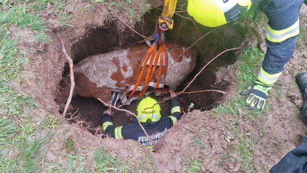 Kalb stürzte in Grube: Dramatische Tierrettung im Triestingtal