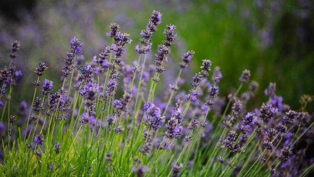 Der perfekte Schnitt, damit der Lavendel wieder blüht