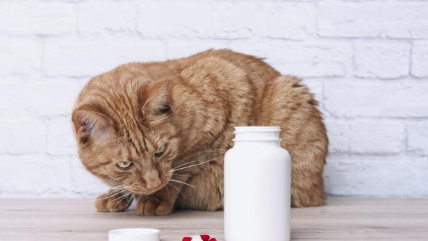 Eine Katze schaut skeptisch auf eine Pillendose und Tabletten.