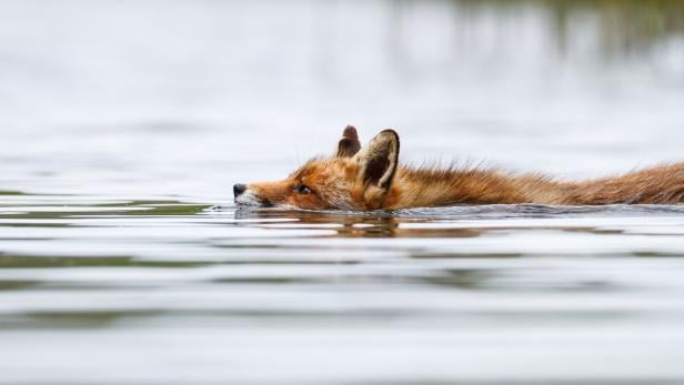 Ein Rotfuchs schwimmt durchs Hochwasser.