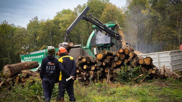 So wird im Wald nachhaltig und dennoch mit Profit gearbeitet