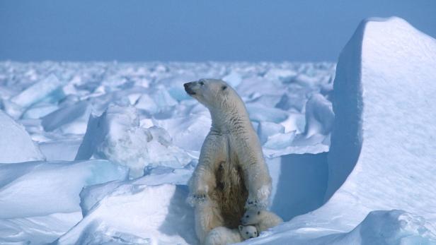 Eisbären können laut Experten auf Island nicht überleben. Im Bild: Ein Eisbär in Alaska, USA