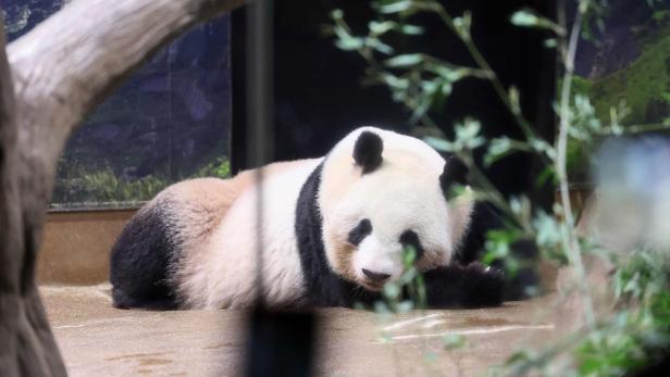 Keine Fälschung, sondern das Original: Ein chinesischer Pandabär im Zoo von Tokio