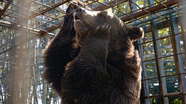 Tierschutz: Bär Mitko wurde vor möglicher Rettung getötet