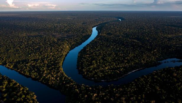 88 Millionen Hektar zerstört: Regenwald im Amazonas schrumpft drastisch