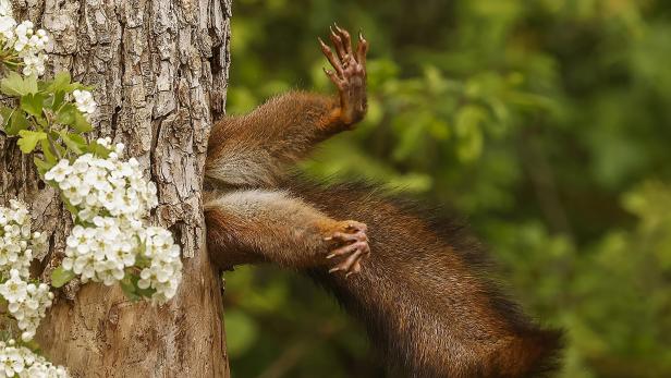Ein Eichhörnchen steckt in einem Baum fest, Gewinner der Wildlife Comedy Awards 2024.