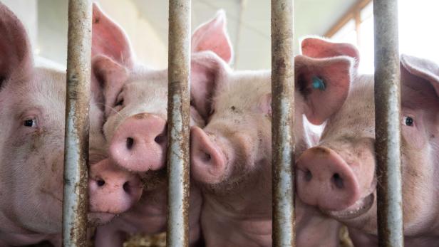 Schweine drängen sich in Stall.