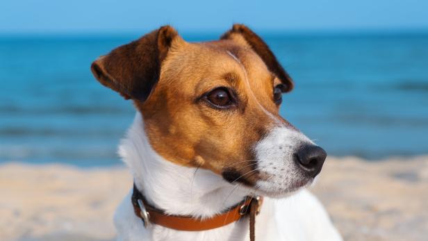 Ein süßer Jack Russell sitzt am Meeresstrand.